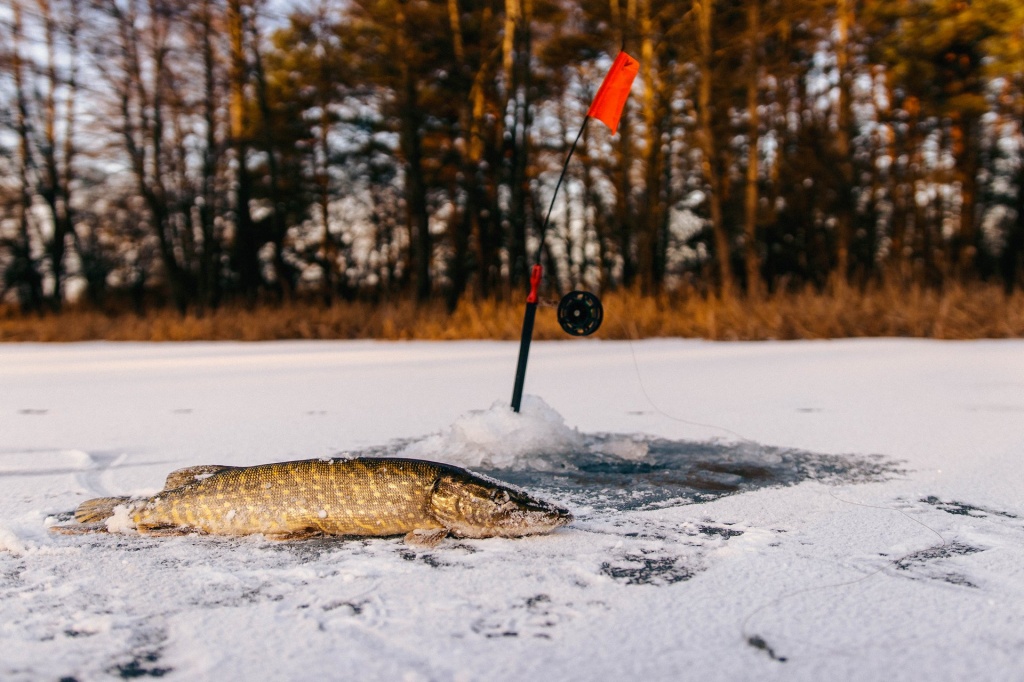 жерлицы для новичка 00015.JPG